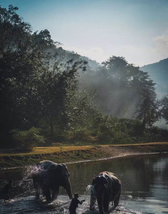 high-angle-view-young-men-washing-elephant-lake_1048944-17694459