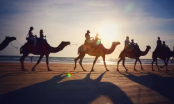 Camel Safari